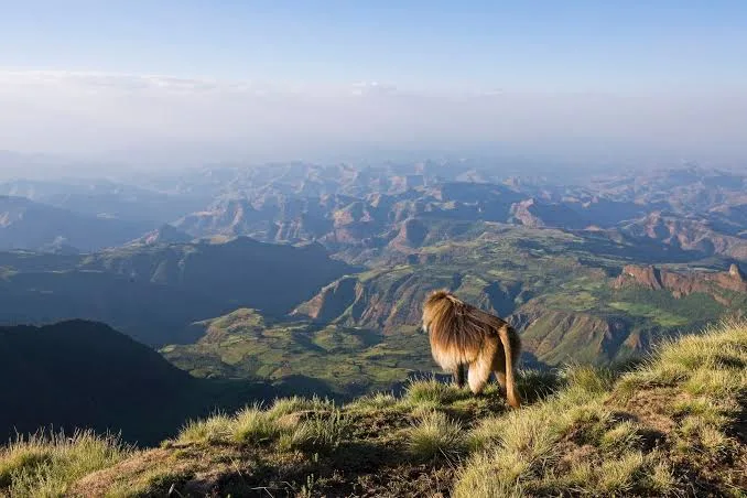 Gelada baboon overlooking the dramatic escarpments of Simien Mountains National Park, Ethiopia
